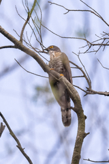 Hierococcyx sparverioides