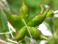 Dictamnus dasycarpus