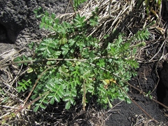 Acaena agnipila
