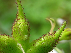 Dictamnus dasycarpus