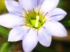 Gentiana squarrosa