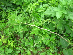 Smilax nipponica
