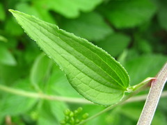 Smilax nipponica