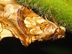 Plusiodonta casta