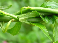 Celastrus flagellaris