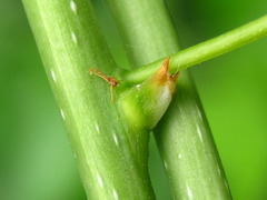 Celastrus flagellaris