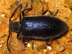 Cerogria janthinipennis