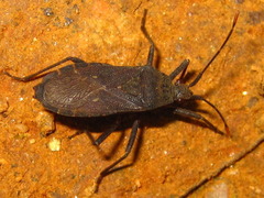 Hygia lativentris