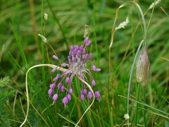 Allium carinatum pulchellum