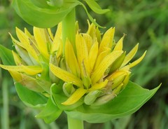 Gentiana lutea symphyandra