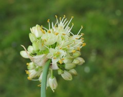 Allium ericetorum
