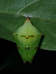 Adoliadini