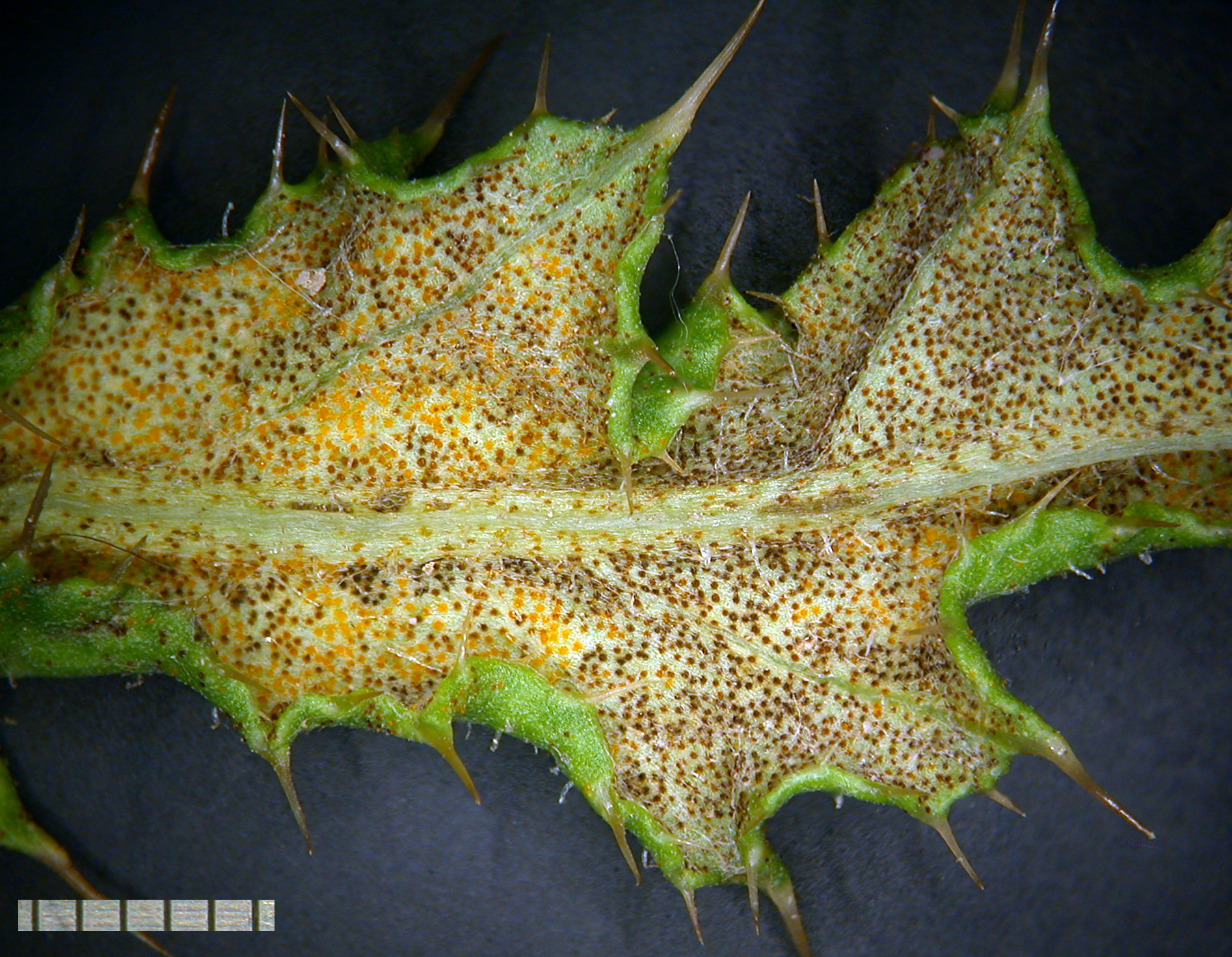 Puccinia punctiformis image