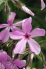 Prairie Phlox - Photo (c) Frank Mayfield, some rights reserved (CC BY-SA)