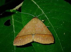 Ugia serrilinea