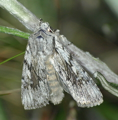 Dasygaster epipolia