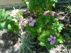 Catharanthus roseus