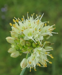 Allium ericetorum