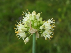 Allium ericetorum