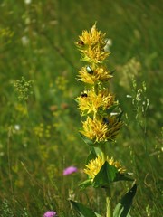Gentiana lutea symphyandra