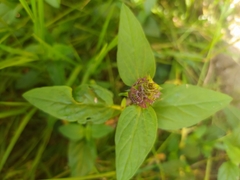 Prunella vulgaris vulgaris