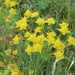 Crowfoot-leaved Hare's-Ear - Photo (c) Alenka Mihoric, some rights reserved (CC BY-NC), uploaded by Alenka Mihoric