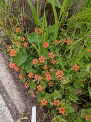 Lysimachia arvensis