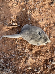 Sminthopsis crassicaudata