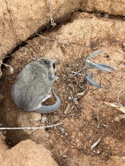 Sminthopsis crassicaudata