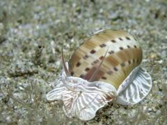 Naticarius alapapilionis