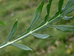 Knautia fleischmannii