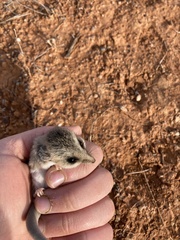 Sminthopsis crassicaudata