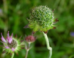 Knautia fleischmannii