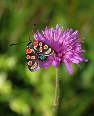 Knautia fleischmannii