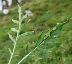Knautia fleischmannii