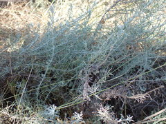 Pentzia calcarea