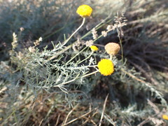 Pentzia calcarea