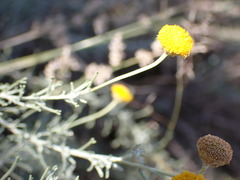 Pentzia calcarea