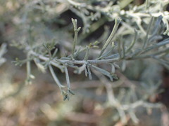 Pentzia calcarea
