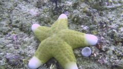 Choriaster granulatus