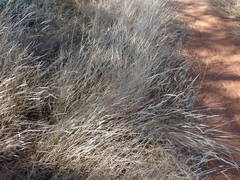 Aristida congesta congesta