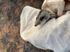 Sminthopsis macroura