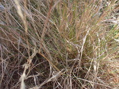 Aristida congesta congesta