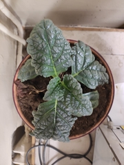 Mandragora turcomanica