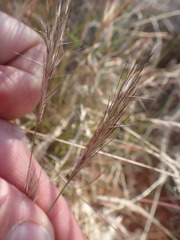 Aristida congesta congesta