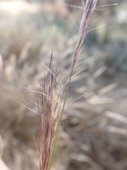 Aristida congesta congesta