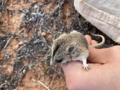 Sminthopsis macroura