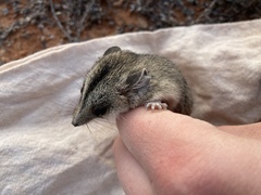 Sminthopsis macroura