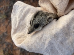 Sminthopsis macroura