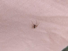 Anelosimus vittatus